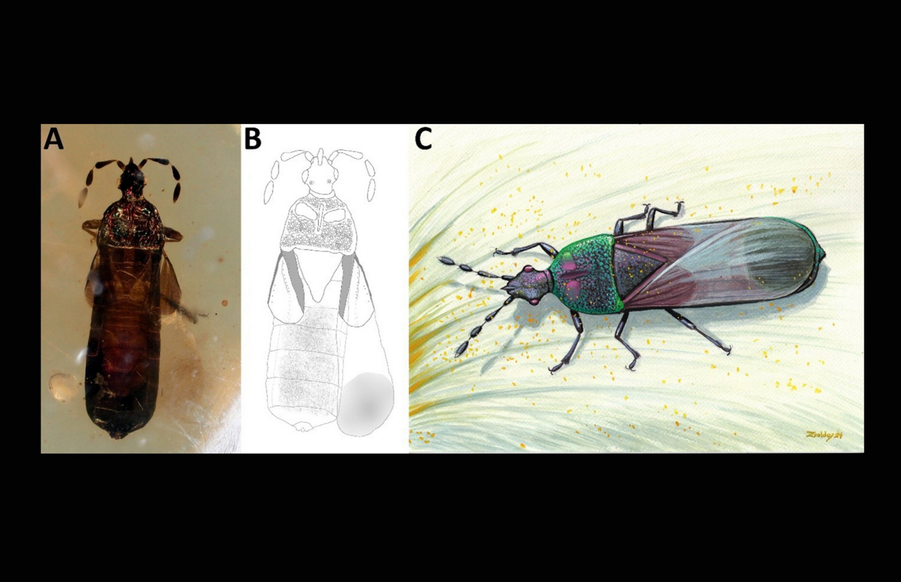 99-million-year old bugs played key role in plant pollination